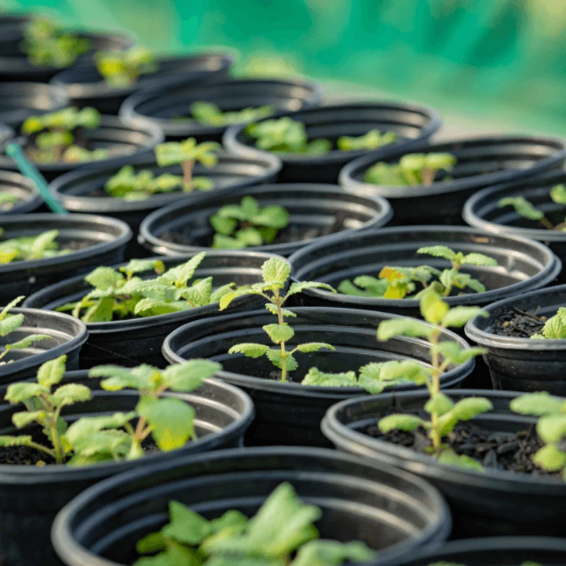 Leeucollection blog - Why it’s Time to Join the Farm-to-Fork Revolution 2