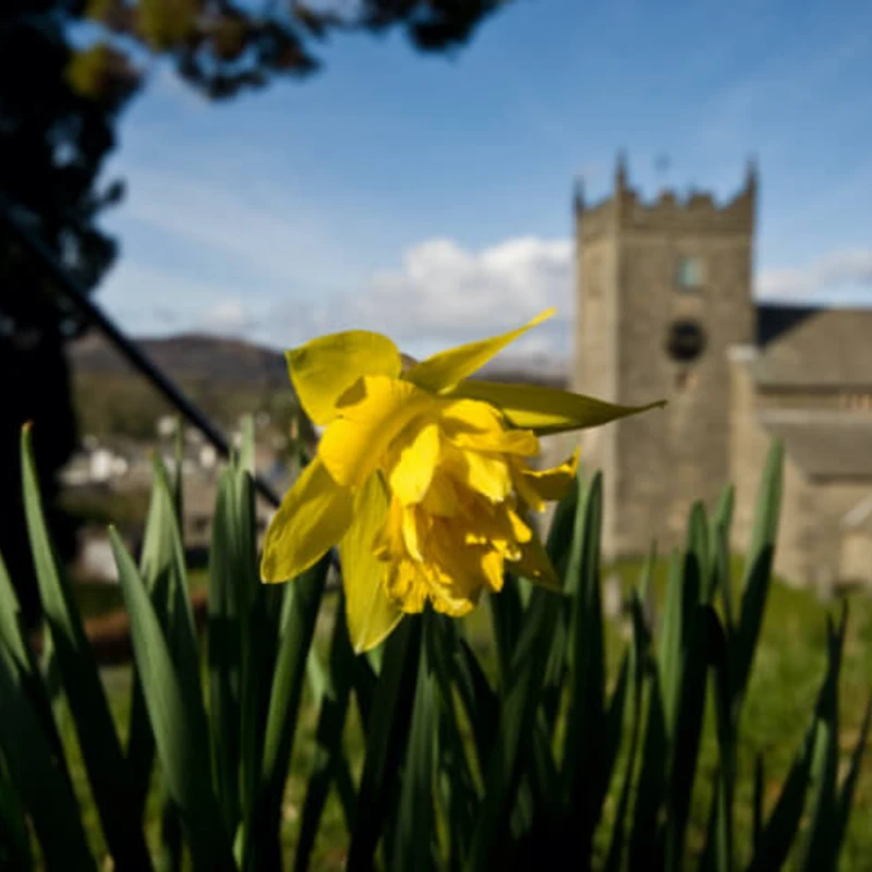 Daffodils near the Church