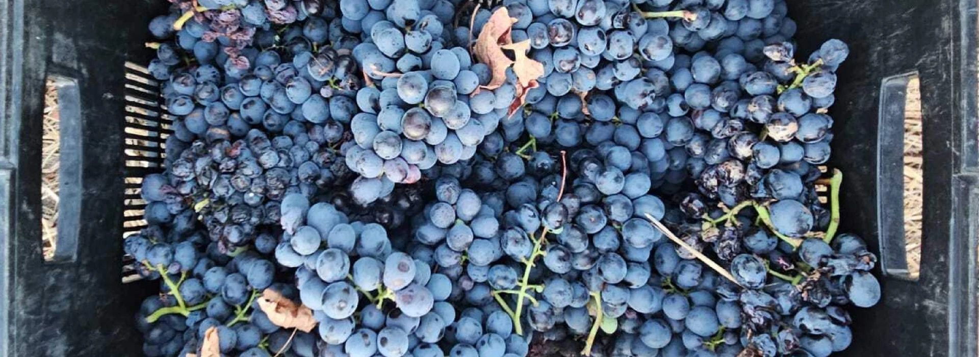 Leeucollection blog - 2025 Leeu Passant Harvest: A Vintage to Watch hero slide 1