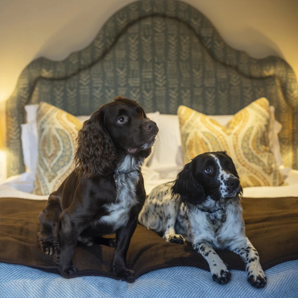 Your Guide to Dog-Friendly Travel in the Lake District image