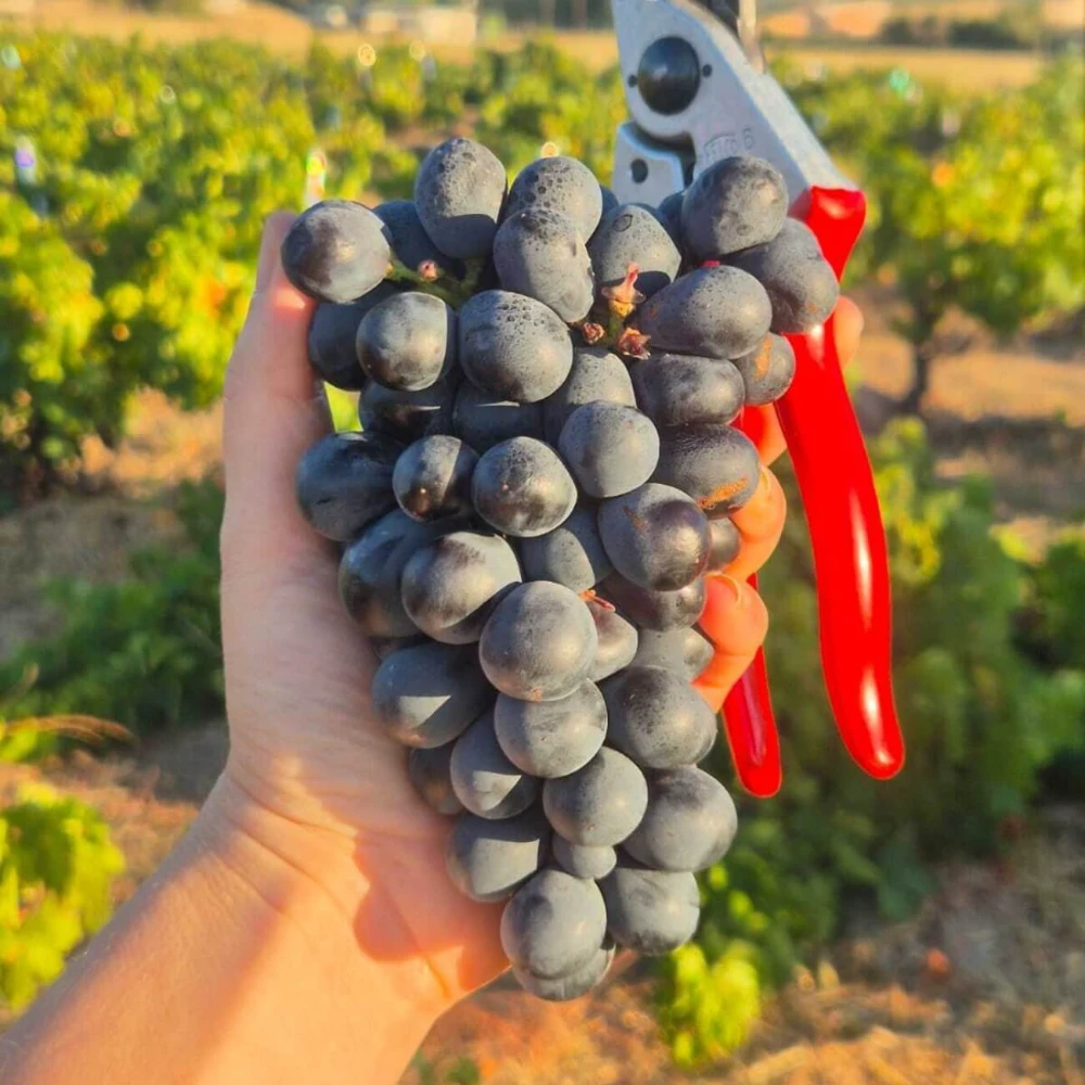 2025 Leeu Passant Harvest: A Vintage to Watch image