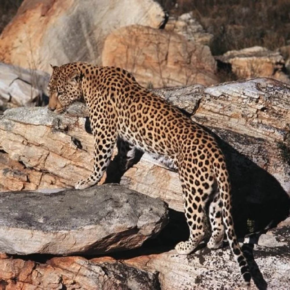 The Leeu Big 5: Wildlife at Leeu Estates image