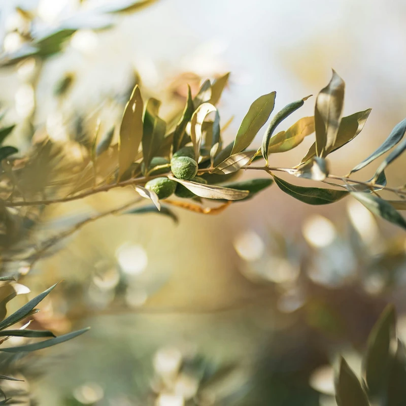 Leeucollection blog - Leeu Locally Grown Olive Harvest I Leeu Estates 2