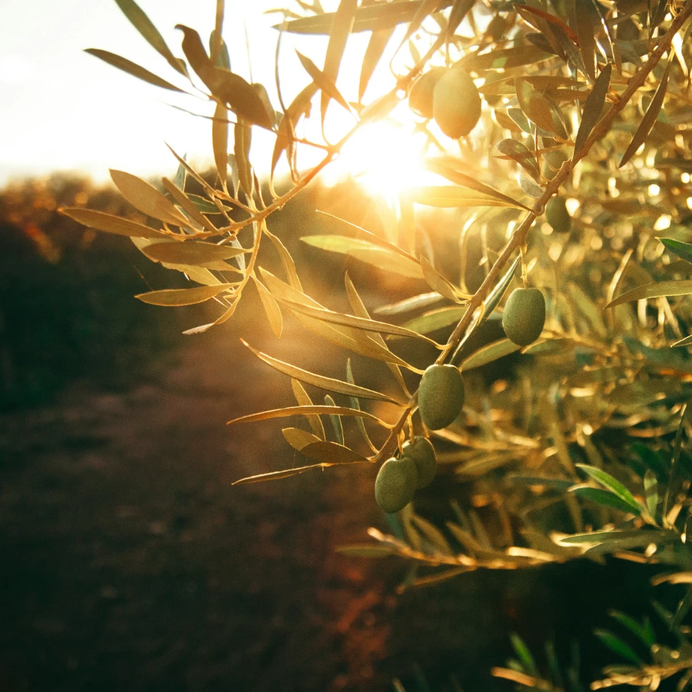 Leeu Locally Grown Olive Harvest I Leeu Estates image