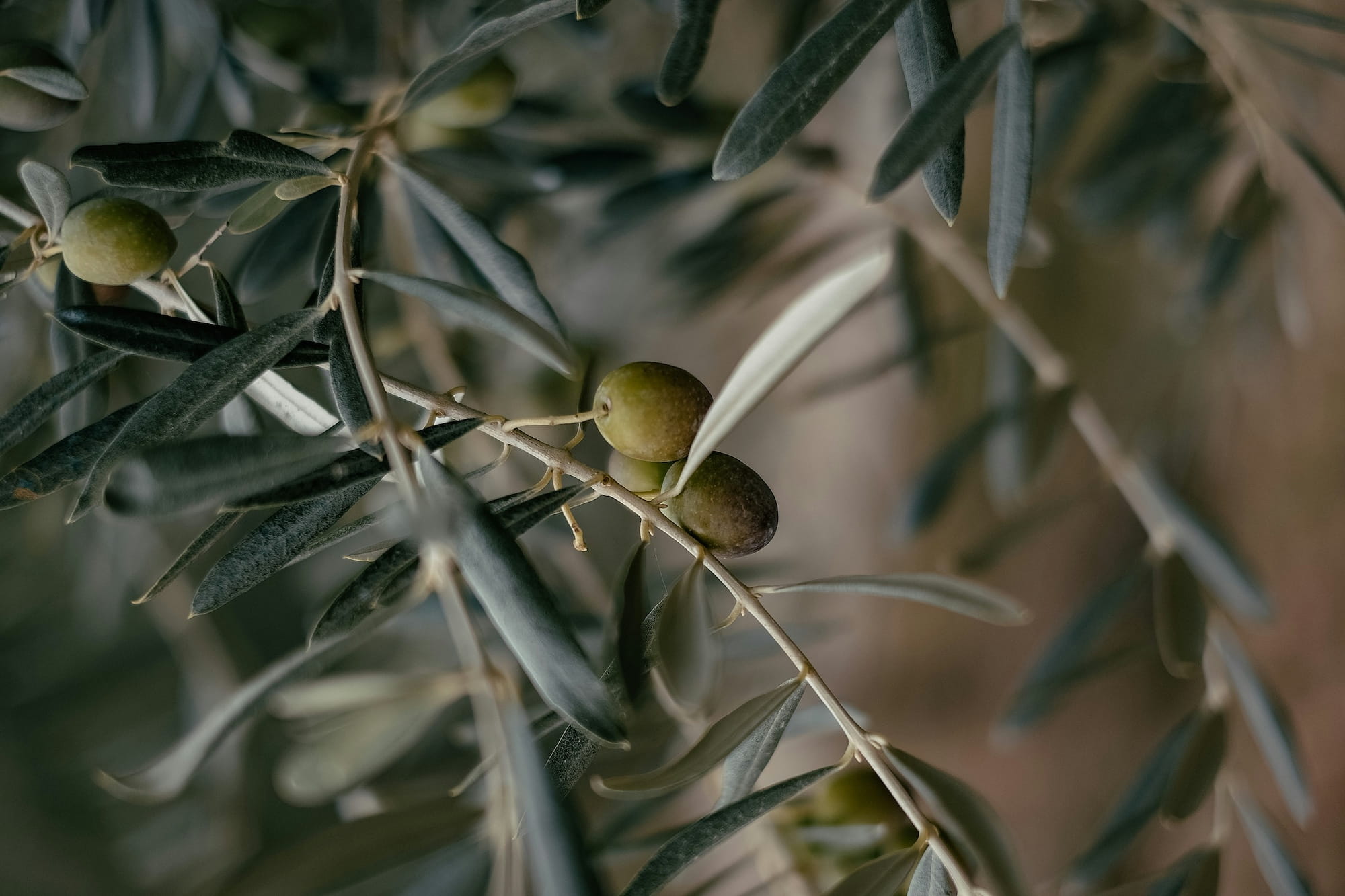 Leeucollection blog - Leeu Locally Grown Olive Harvest I Leeu Estates 1