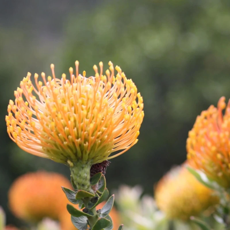 Pincushions, a highlight of the local flora
