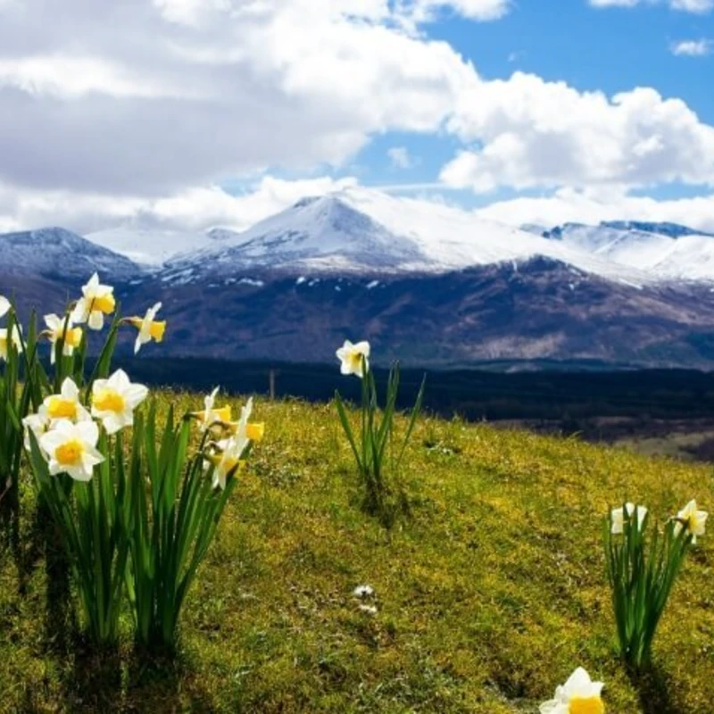 Daffodils in Ullswater