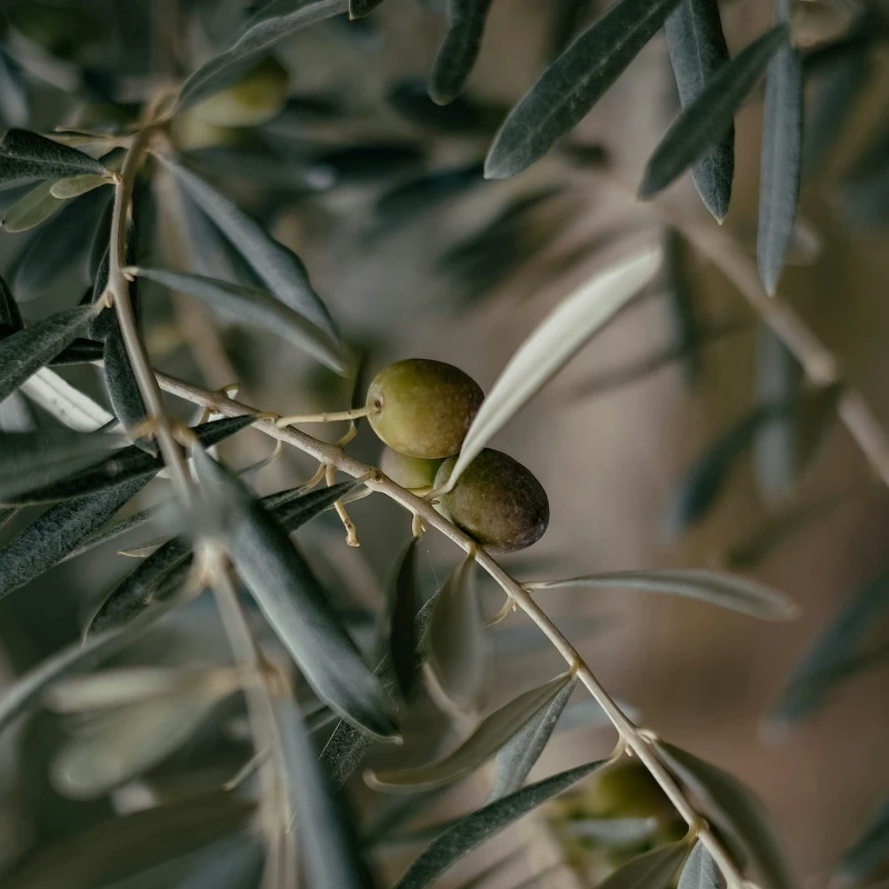 Leeucollection blog - Leeu Locally Grown Olive Harvest I Leeu Estates 1