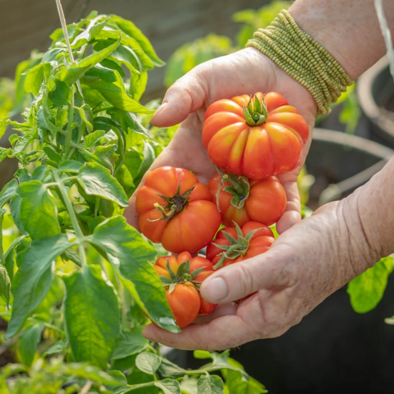 Leeucollection blog - #LeeuLocallyGrown 2