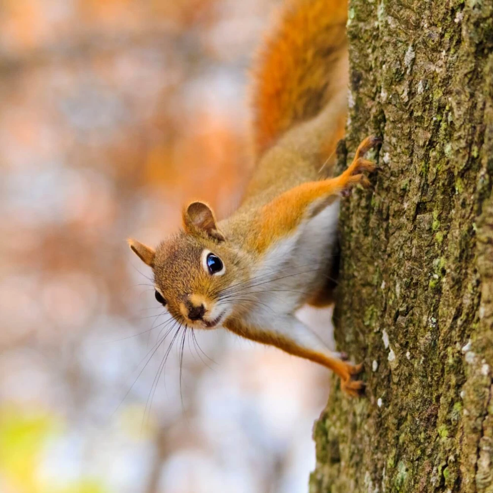 Leeu Collection Wildlife image