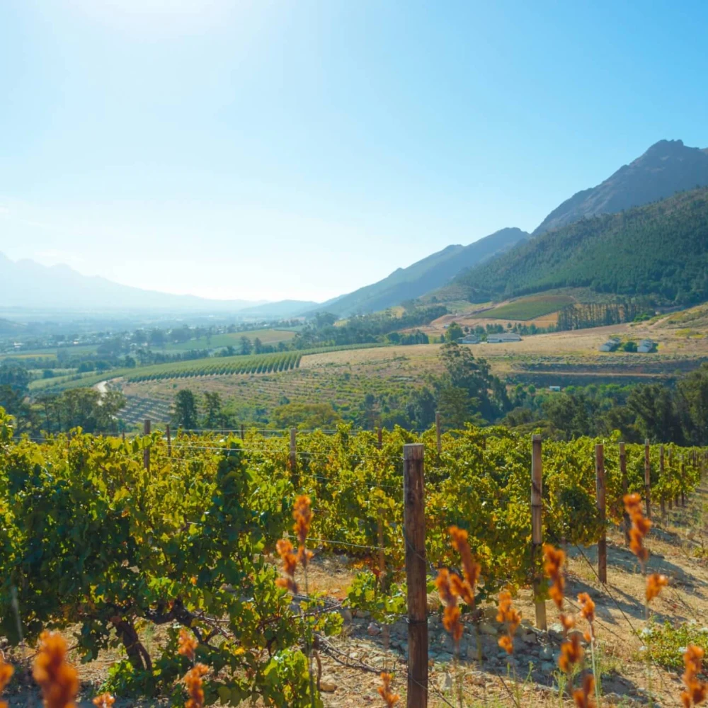 Franschhoek Festivals image