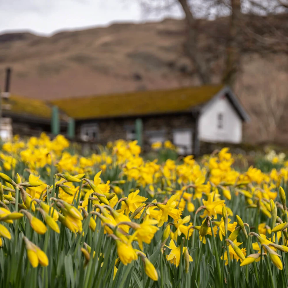 “A host of Golden Daffodils” - Wordsworth image