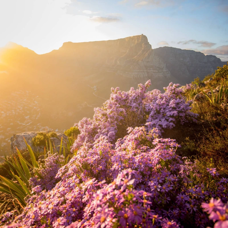 Table Mountain, Cape Town, South Africa
