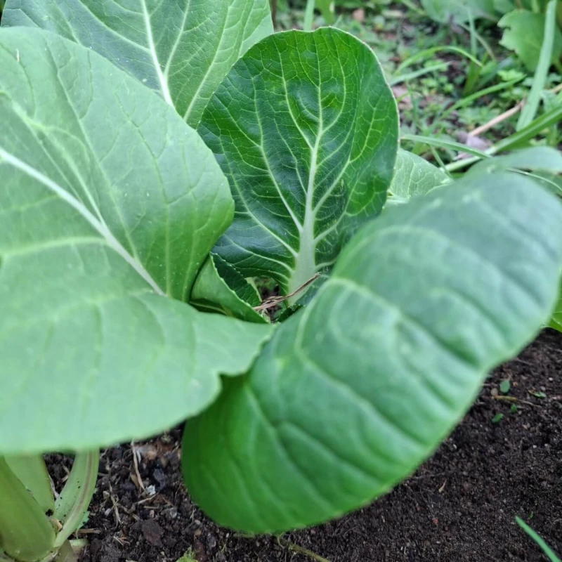 Leeucollection blog - A Year in the Leeu Locally Grown Edible Gardens | Leeu Estates 2