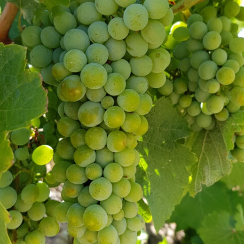 The Mullineuxs will harvest about 250 tons between both their Leeu Passant cellar in Franschhoek and Mullineux cellar in the Swartland