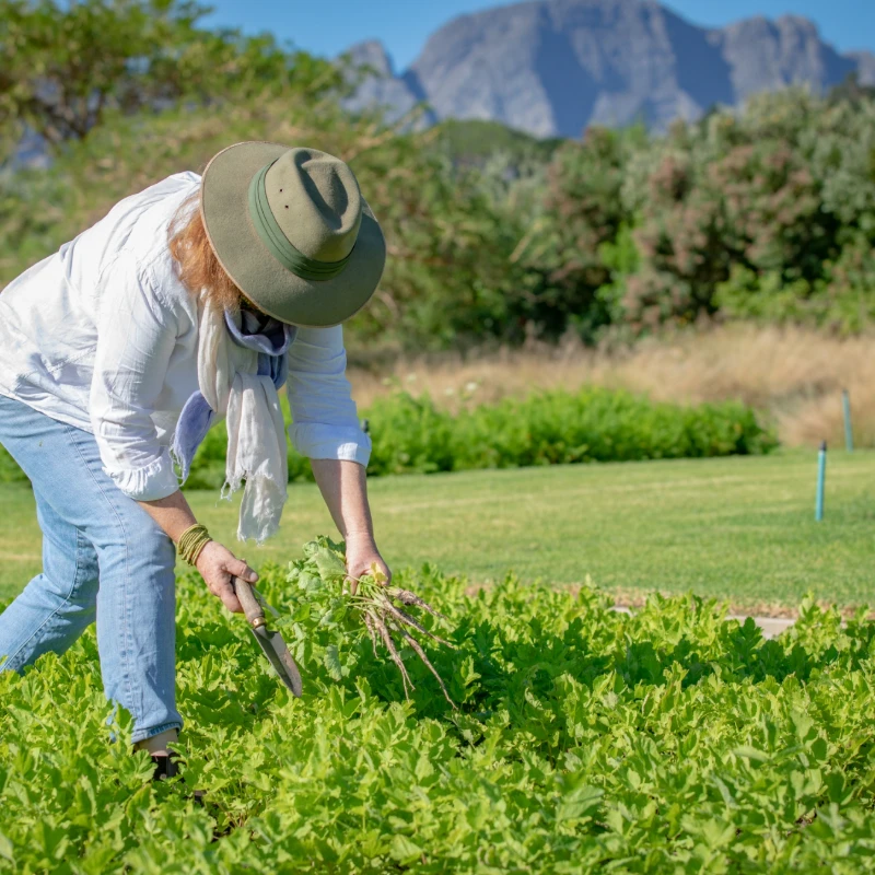 Leeucollection blog - Winter Harvests on Leeu Estates 1