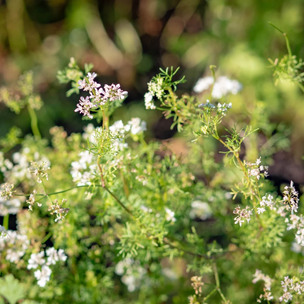 Growth in the Garden image