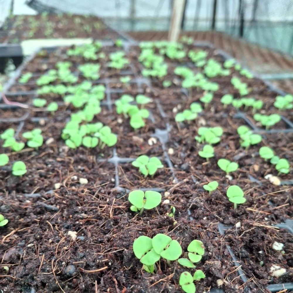A Year in the Leeu Locally Grown Edible Gardens | Leeu Estates image
