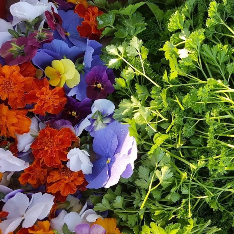 Leeucollection blog - Embracing the Arrival of Spring  in the Leeu Locally Grown Gardens 2