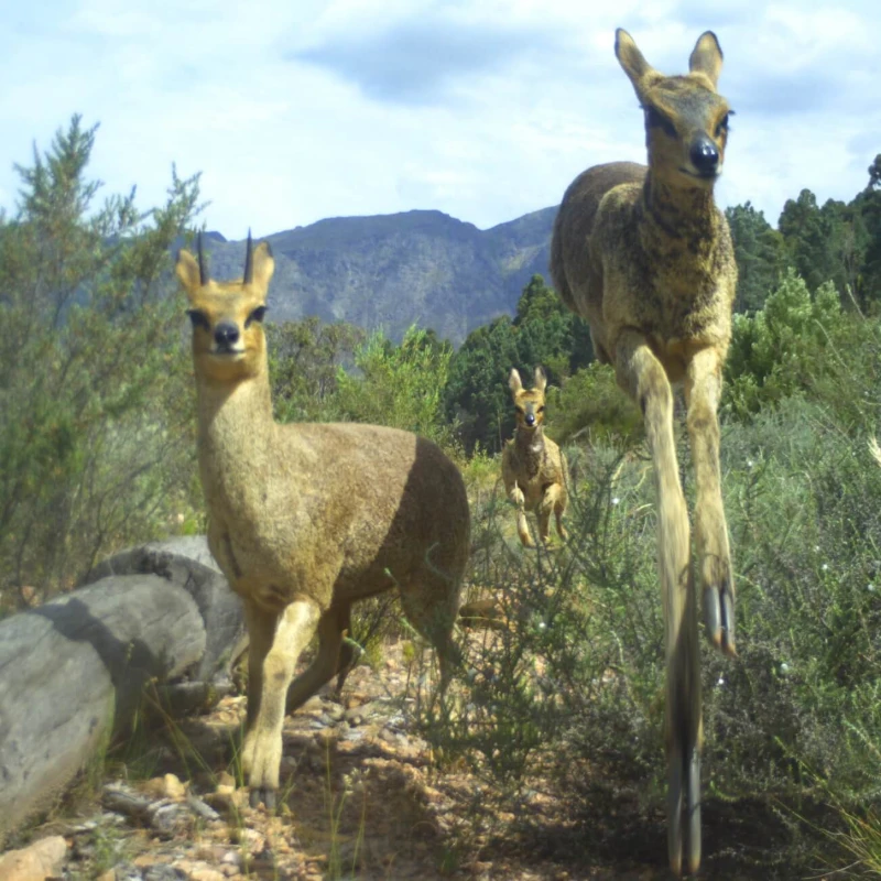 Local klipspringer on an adventure through the mountains