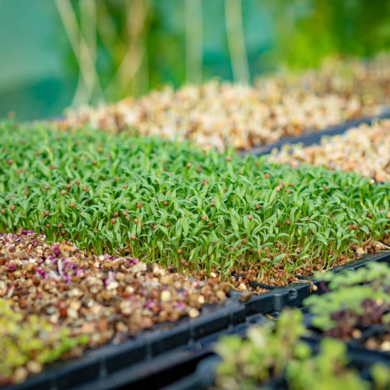 Leeucollection blog - Growth in the Garden 2