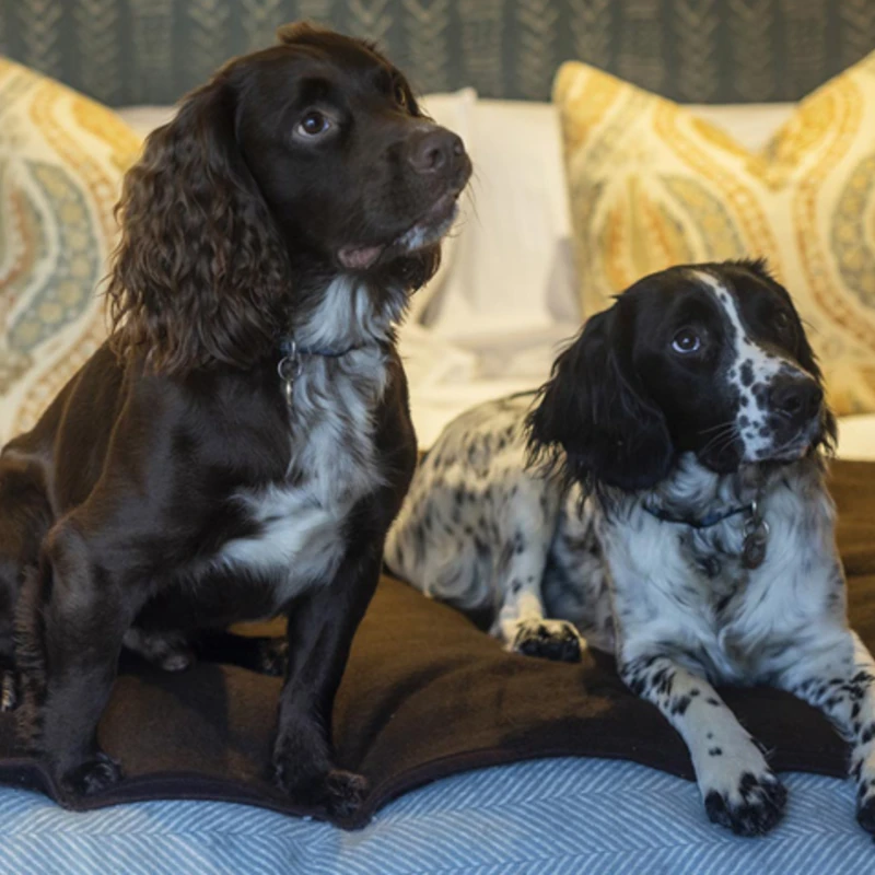 Leeucollection blog - Your Guide to Dog-Friendly Travel in the Lake District 3