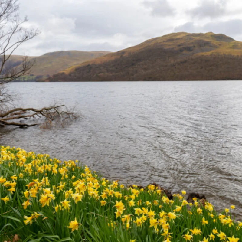 Daffodils on the banks of Ullswater