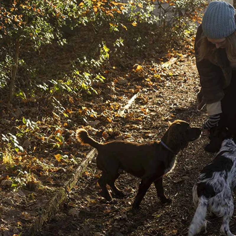 Leeucollection blog - Your Guide to Dog-Friendly Travel in the Lake District 1