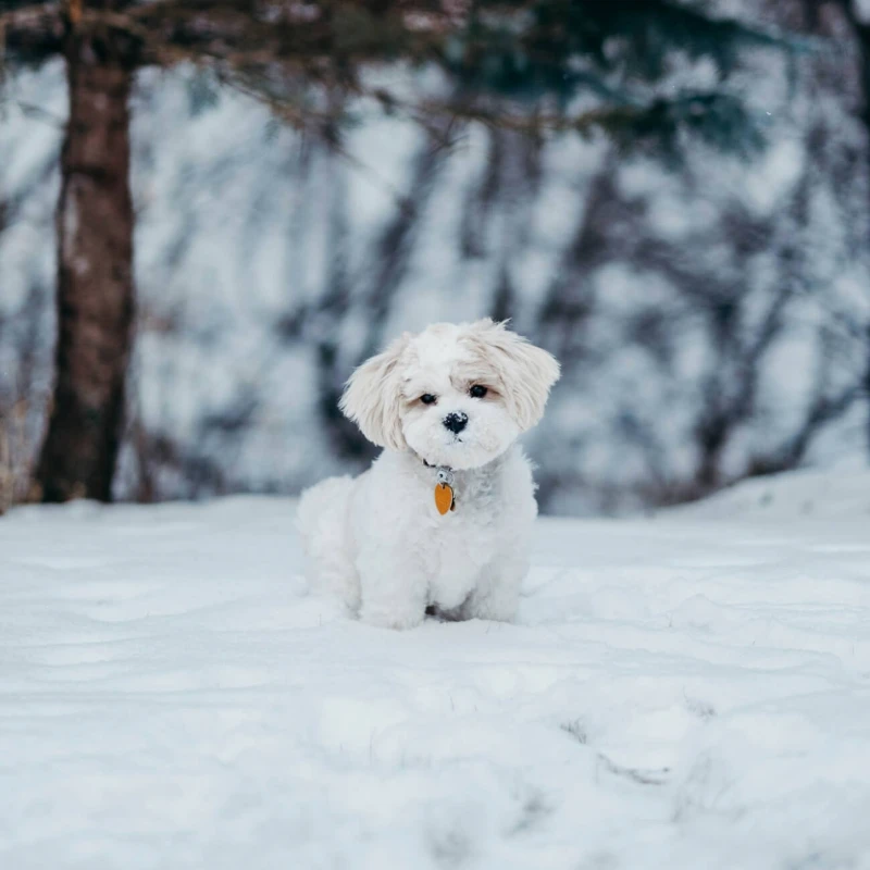Leeucollection blog - A Quintessential Winter Wonderland: Festive Season in The Lakes 1