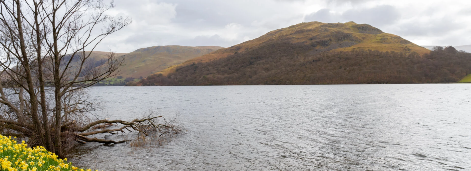 Leeucollection blog - “A host of Golden Daffodils” - Wordsworth hero slide 1