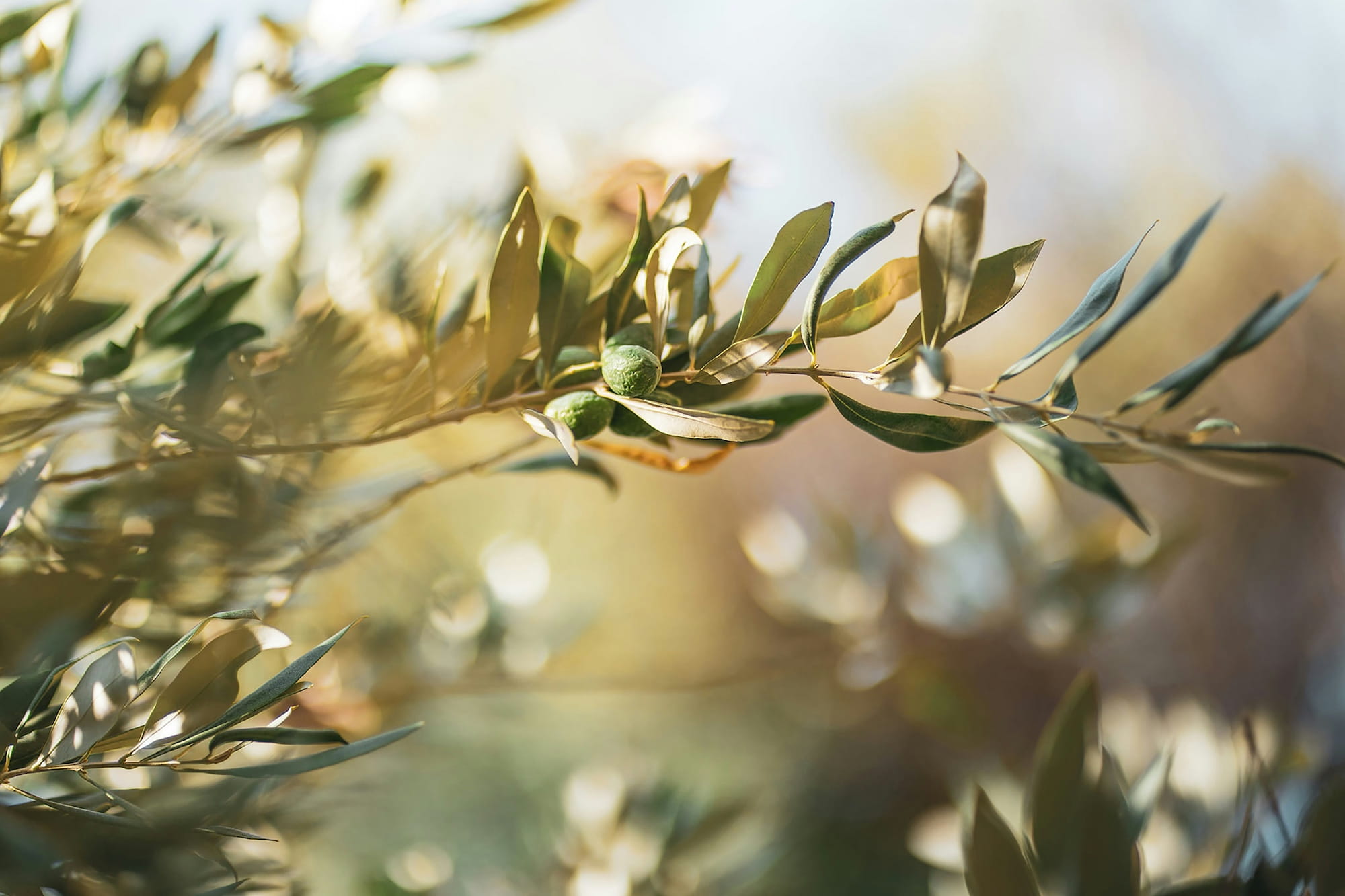 Leeucollection blog - Leeu Locally Grown Olive Harvest I Leeu Estates 2