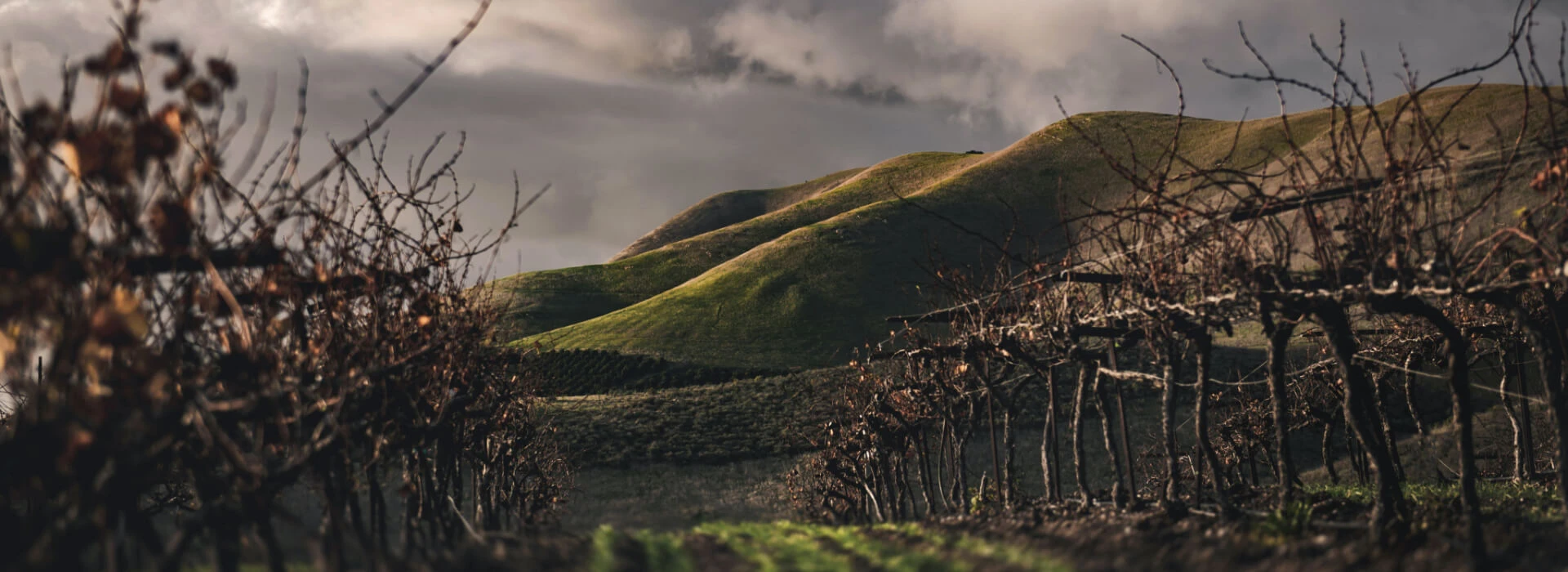 Leeucollection blog - A Winelands Winter hero slide 1