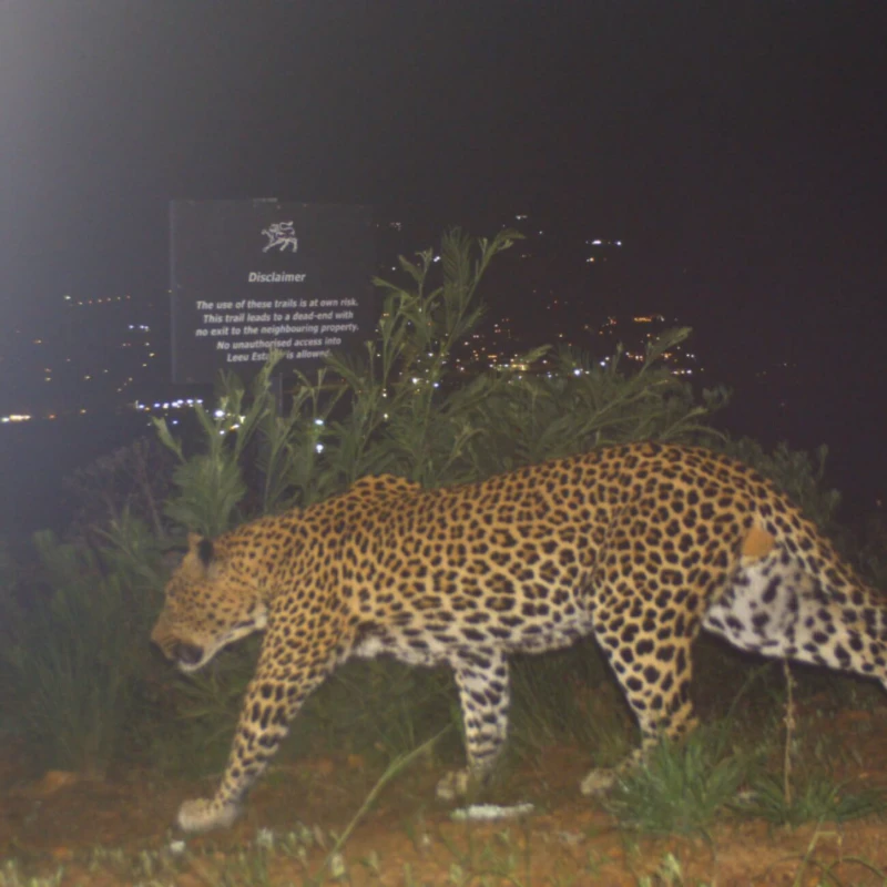 Leeucollection blog - The Leeu Big 5: Wildlife at Leeu Estates 3