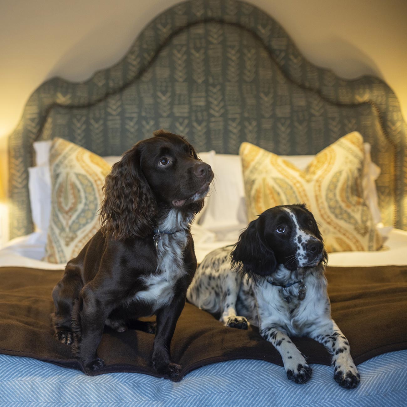 Leeu Collection UK YOUR DOG'S HOME AWAY FROM HOME Image 5
